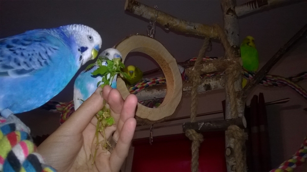 Vio