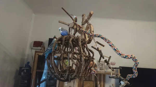 Wellensittich-Bild: ein wircklich toller baum und so viel neues zu entedecken