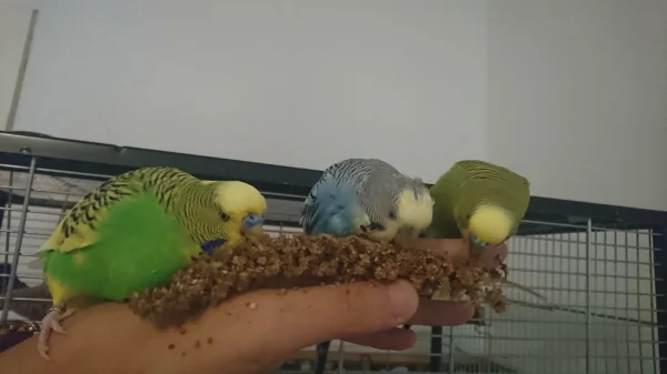 Wellensittich-Bild: Die Hand der Felo könnte ruhig etwas grader sein nicht wahr?