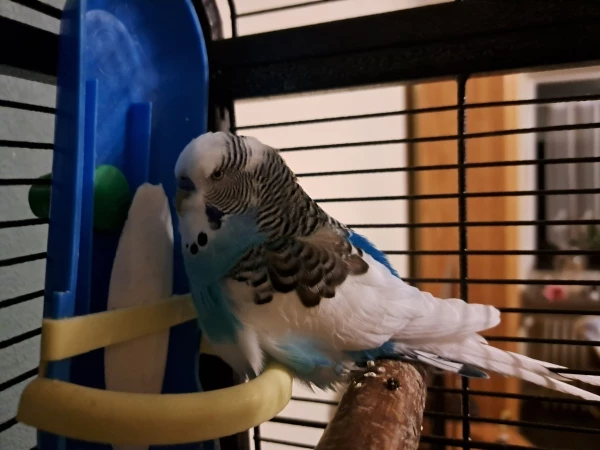 Wellensittich-Bild: Ich lass niemanden bei meiner besten Freundin, der Sepiaschale, schlafen. Das ist mein Platz. 