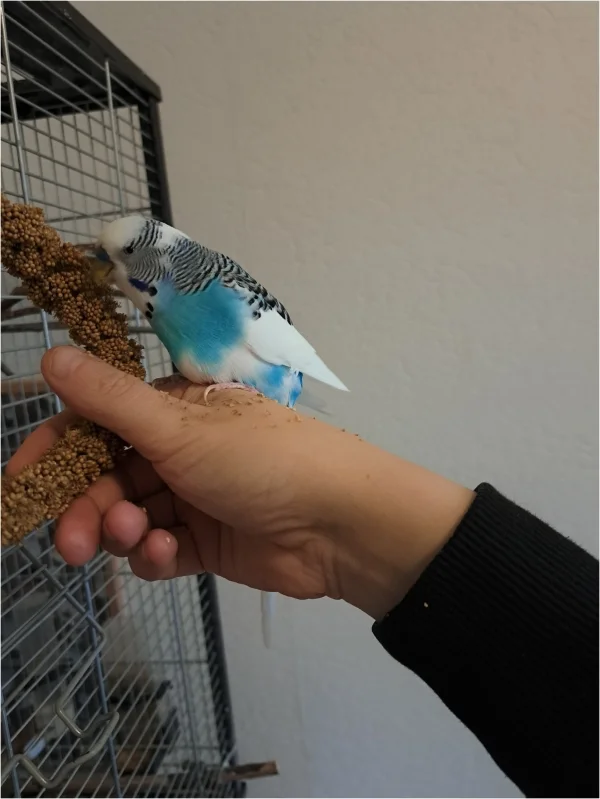 Wellensittich-Bild: Die Felo sagt immer, dass ich eigentlich schon ein bisschen dick bin. Deswegen gibt es nur Diätfutter. Aber die Hirse schmeckt einfach zu gut