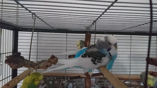 Wellensittich-Bild: Da ist man Grade am chillen, da kommt die Felo mit der Kamera um die Ecke 