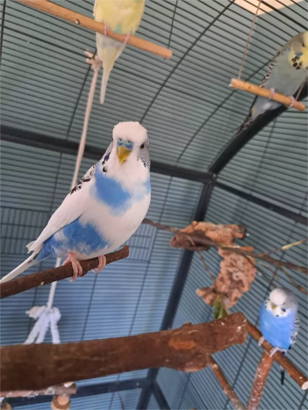 Wellensittich-Bild: Huhu, ich bin der neue. Ich bin noch etwas schüchtern.  Mein Name ist Wolke, die neue Felo sagt aber Woelcken zu mir, weil der Name negativ vorbelastet ist. Vielleicht habt ihr für die Felo noch Ideen für einen anderen Namen.