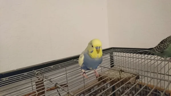 Wellensittich-Bild: Ich bin ja echt kein Foto Fan aber die Felo gibt ja doch nicht auf