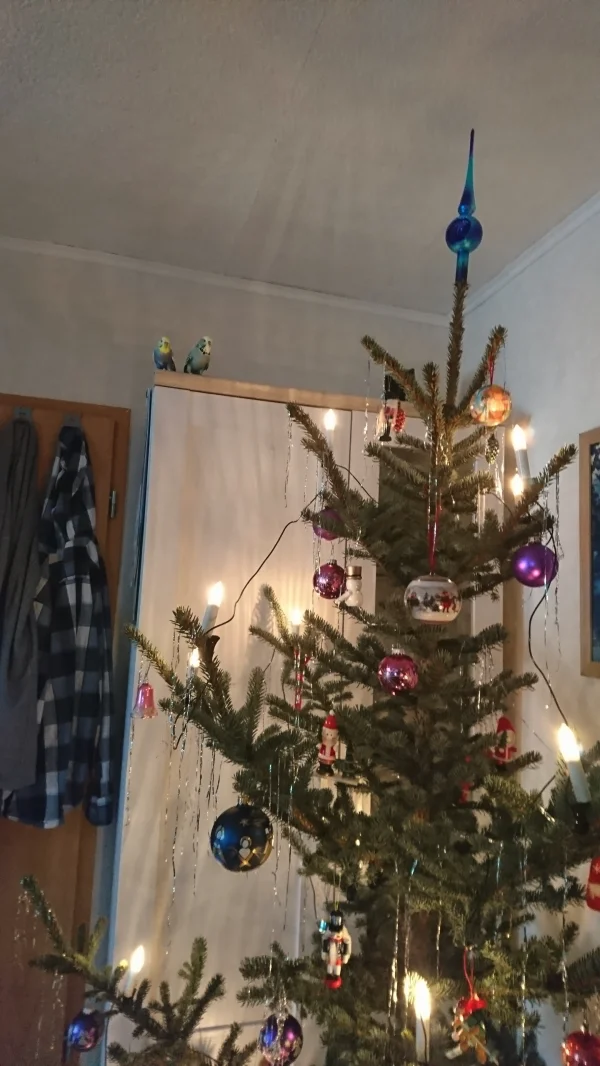 Wellensittich-Bild: eigentlich sollten wir ja hier nicht hin.aber hier leuchtet es so schön
