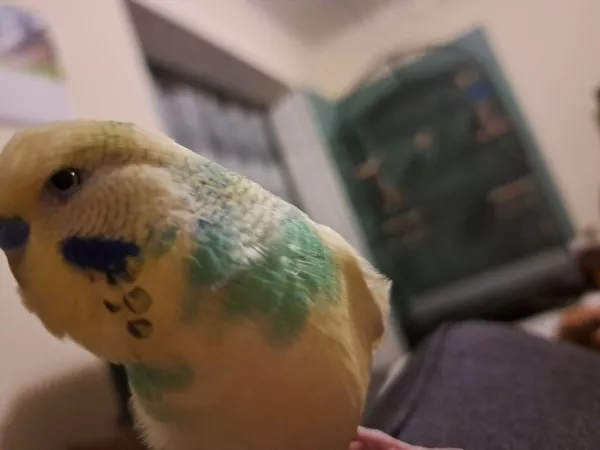 Wellensittich-Bild: Ich muss ja schon schauen, was die Felo so auf dem Sofa macht oder?