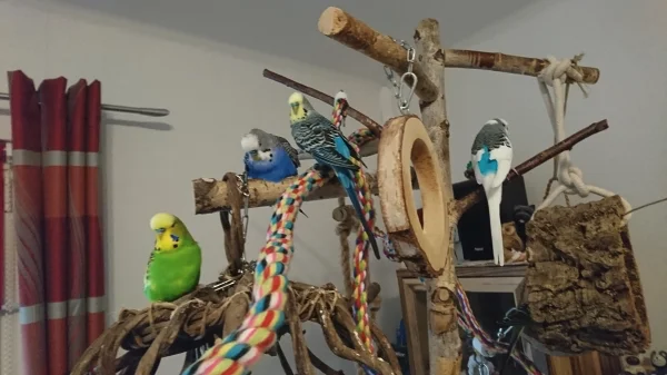 Wellensittich-Bild: nur einer fehlt mal wieder