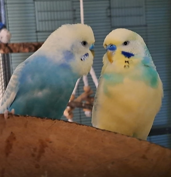 Wellensittich-Bild: Chico, willst du mein Freund sein? Bleibt auch unser Geheimnis versprochen. 