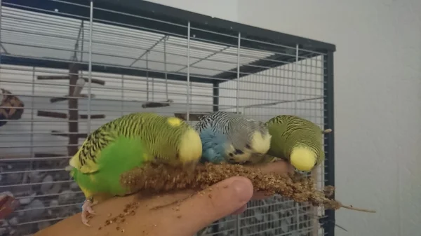 Wellensittich-Bild: Einmal richtig schön zulangen. das schmeckt mega gut.