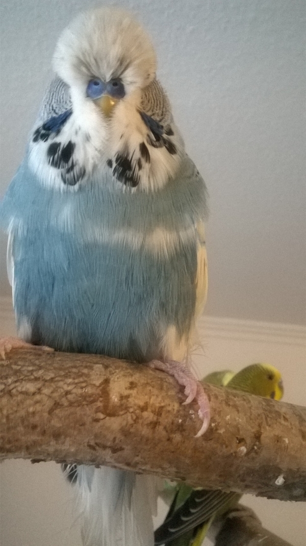 Elvis
