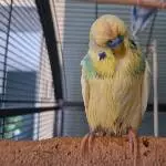 Chicos Badetag ist etwas nasser geworden 