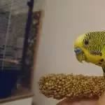 Mister grün
