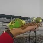 Zum ersten mal auf einer Hand