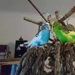 Neue Liebe oder enge Freundschaft?