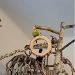 Alleinherrscher über den Vogelbaum