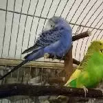 Vio, Pauli und Maxi