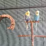 Der Neuankömmling 