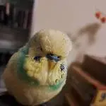 Sofadate