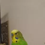Mister hellgrün