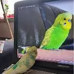 Welli-TV