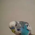 Mister Türkis