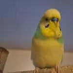 Wochenend-Bild von Chico