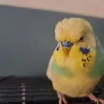 Kein perfekter Schnappschuss