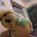 Chico, der Kontrolleur 