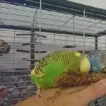 Hmnnlecker