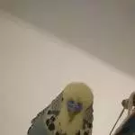 Ernie und die Kamera