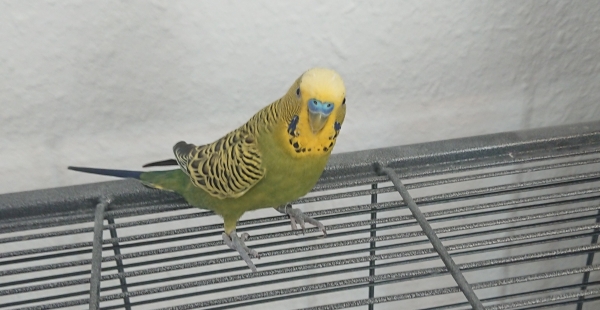 Elvis