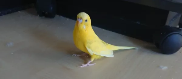 Wellensittich-Bild: Mein kleines Osterküken <3