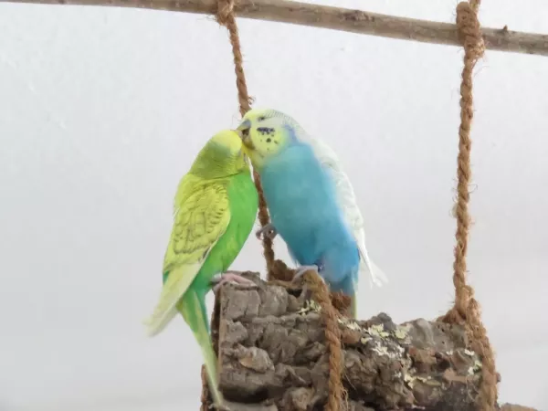 Wellensittich-Bild: Das Bild zeigt Nelson, den ich über das Forum von welli.net gefunden habe, mit seiner großen Liebe Polly. Nelson war nach dem Tod seiner Leyla traurig und allein und durfte zu uns ziehen. Hier hat er sich in unsere Polly verliebt, die kurz zuvor auch ihren Partner verloren hatte. Ich glaube das Bild fängt ihre Liebe sehr gut ein!