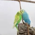 Polly&Nelson