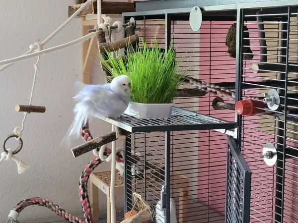 Wellensittich-Bild: Cindy hat sich aufgeplustert, weil das Gras nass ist. Sie ist übrigens zum Gras quer durch den ganzen Käfig gerannt, um die Erste zu sein. Ich wusste bis dahin nicht, dass Cindy rennen kann..