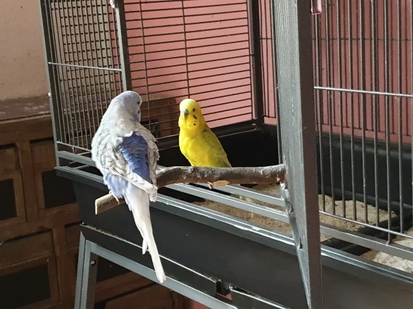 Wellensittich-Bild: Lenchen und Leo sitzen an der Käfigtür und beraten, was sie als nächstes anstellen können. 