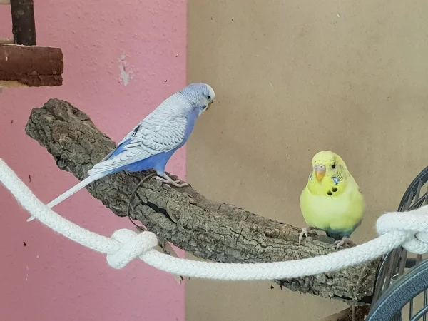 Wellensittich-Bild: Lenchen und Bert haben sich, nachdem sie einige Tage gewartet haben, endlich auf den neuen Korkast getraut. Der hätte ja beißen können...