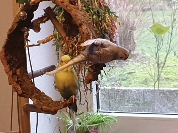 Wellensittich-Bild: Bert beobachtet Lenchen beim Schreddern. 