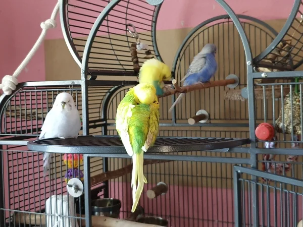 Wellensittich-Bild: Leo, Bert und Lenchen putzen sich-Cindy passt auf, dass keiner Hirse oder so verpasst. 