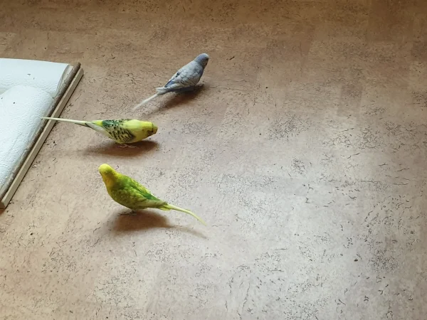 Wellensittich-Bild: Lenchen hatte gerade einen Neugierigkeitsanfall und ist auf dem Fußboden spazieren gegangen.Die Jungs sind ihr sofort gefolgt. 