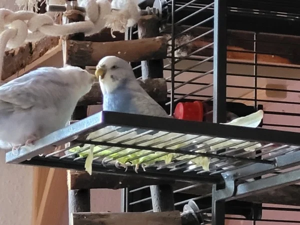 Wellensittich-Bild: Cindy und Lenchen knutschen. 
