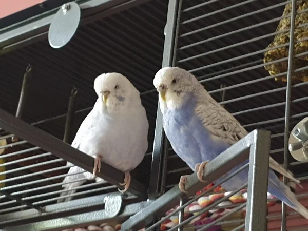 Wellensittich-Bild: Cindy und Lenchen haben mich besucht und sich intensiv unterhalten. 