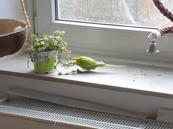 Wellensittich-Bild: Da stellt man mal kurz den Golliwoog auf der Fensterbank ab.