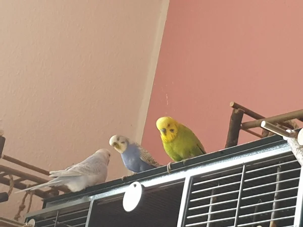 Wellensittich-Bild: Cindy, Lenchen und Leo gucken vom Käfig auf die Felo. 