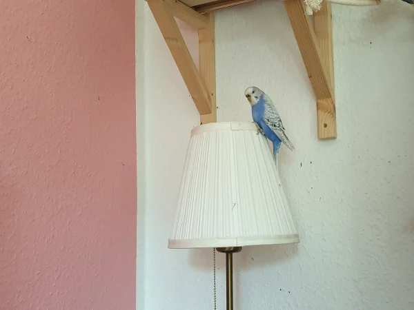 Wellensittich-Bild: Lenchen ist auf der Lampe gelandet. 