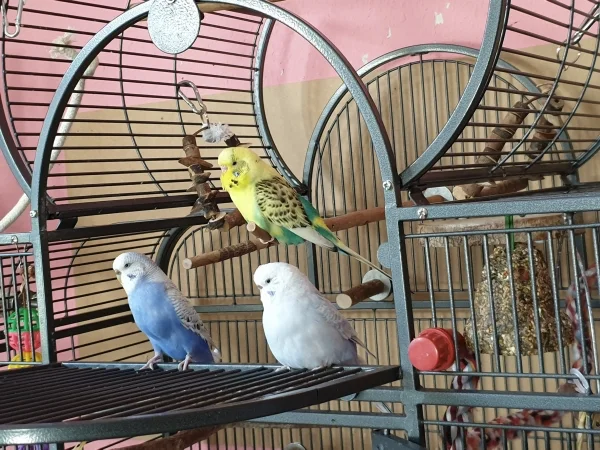 Wellensittich-Bild: Lenchen, Cindy und Bert warten. Mal gucken was als Nächstes passiert oder was für Leckerchen die Felo hat. 