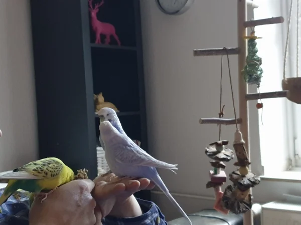 Wellensittich-Bild: Die Mädels und Bert gucken, ob es Hirse gibt. 