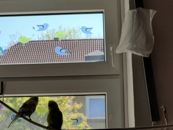 Wellensittich-Bild: Hier ist die Lösung: Links sitzt Bert und rechts Leo. 