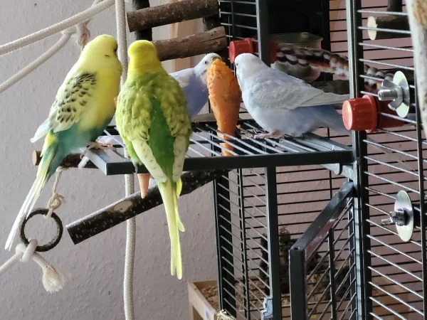 Wellensittich-Bild: Die Jungs gucken den Mädels zu. Besonders Lenchen ist sehr eifrig am Schreddern. 