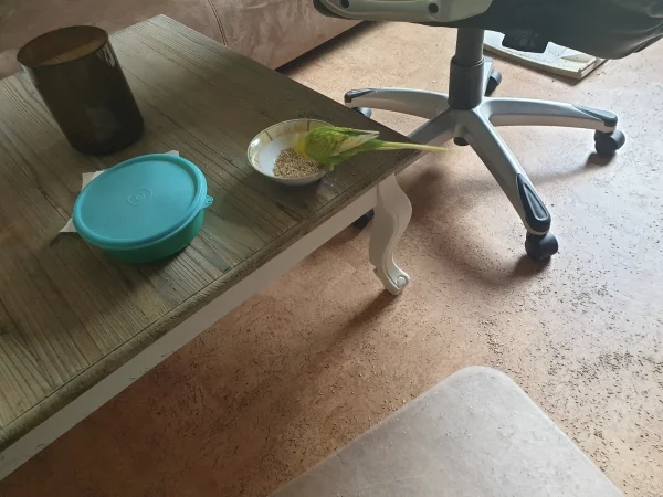 Wellensittich-Bild: Leo futtert Knaulgras direkt aus der Schüssel. Wenn die Felos nicht merken, dass er Hunger hat, muss Leo sich halt selbst bedienen. 